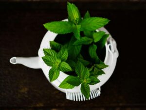 How Herbal Formulas Support Energy, Immunity & Detox